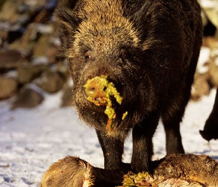 Trafikdödat rådjur blir festmåltid för hungriga vildsvin.