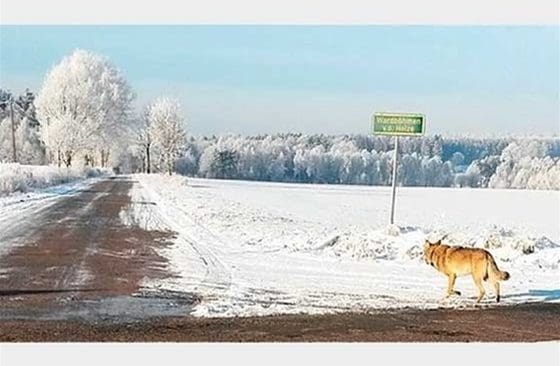 Den tyska närgångna vargen, här fotograferad av en kvinna som mötte den, har nu avlivats på myndigheternas initiativ.