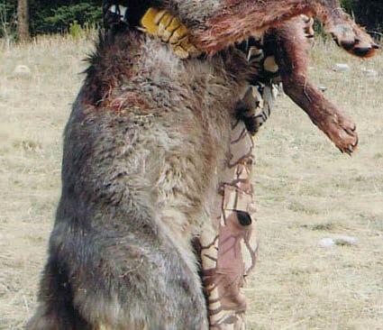 J&auml;ttevargen. Detta &auml;r en mer h&ouml;guppl&ouml;st bild av vargen, samt en lite annorlunda vinkel, &auml;n den bild som Jakt & J&auml;gare publicerade inledningsvis (den gamla hittar ni nedan). Bilden kan se lite "grynig ut, vilket beror p&aring; att den f&ouml;r stor f&ouml;r denna hemsida. Spara bilden p&aring; din desktop och &ouml;ppna den i ett bildvisningsprogram.