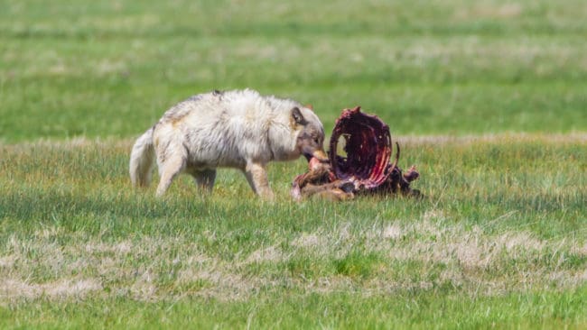 Vargens främsta bytesdjur i Yellowstone är wapitihjort. Men wapitipopulationen har påverkats av mer än varg sedan 1995.