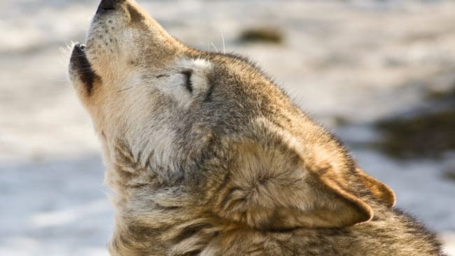 Jakten på 42 vargar i Norge kan fortsätta. Hittills har åtta vargar fällts. Världsnaturfonden WWF fick inte gehör av domstolen efter ett nytt försök att stoppa jakten.