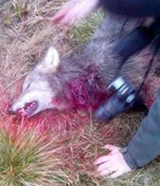 Varg i &Ouml;rebro l&auml;n som sk&ouml;ts n&auml;r den jagade en wachtel. Sedan paragraf 28 &auml;ndrades har n&ouml;dv&auml;rnsskotten mot varg tredubblats.