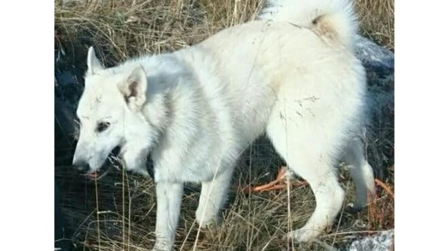 Hälleforskaren Zeus försvann för 14 dagar sedan i skogarna i sydöstra Dalarna. Han är ovanligt ljus i färgen och upplevs som vit när man ser honom i skogen.
