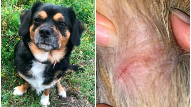 Blandrashunden Zito attackerades på söndagskvällen i ett misstänkt vargangrepp på tomten till bostaden i Väse-Heden utanför Karlstad.