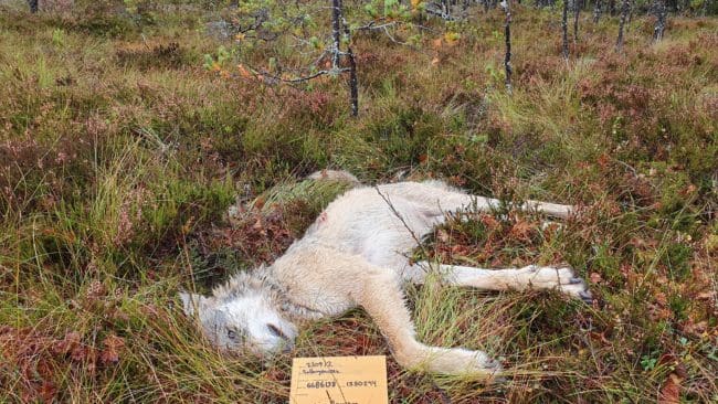Vargkroppen skickades till SVA för undersökning, ytterligare en varg deltog i hundangreppet.