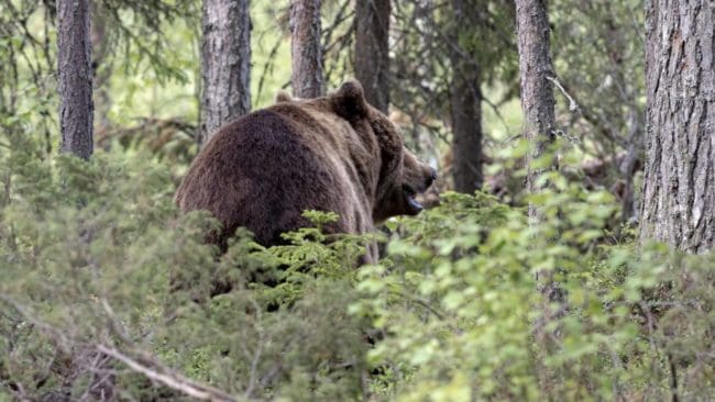 Många var bekymrade över den skadskjutna björn som aldrig påträffades i Värmland förra året. Nu är den fälld.