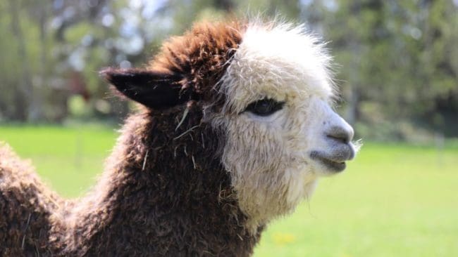 En jägare på väg till sitt pass upptäckte vargangreppet där en alpacka och ett får dödades. (Arkivbild)