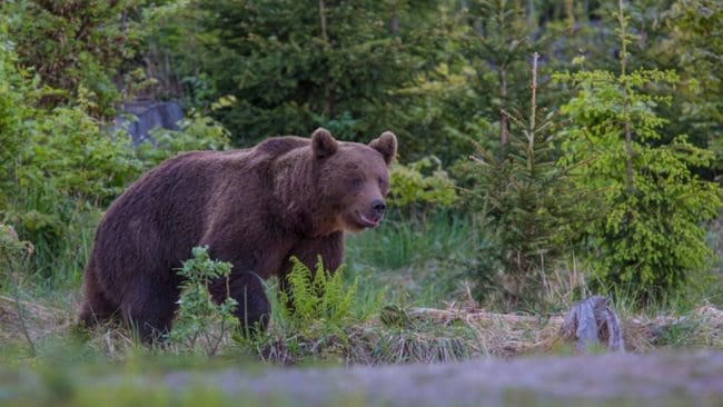 Lördagen den 21 augusti inleds björnjakten.