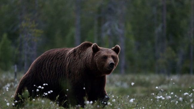 Björnstammen i Jämtlands län har stark tillväxt och antalet björnar ligger långt över förvaltningsmålet. (Arkivbild)