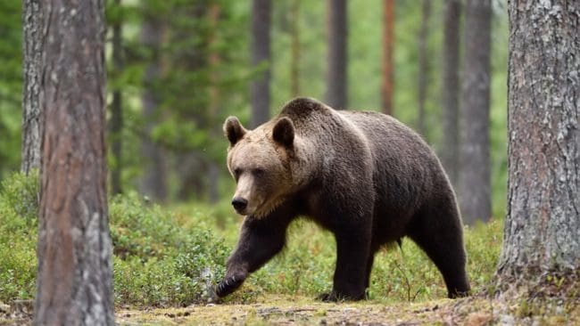 Rekordmånga björnar får skjutas under årets licensjakt i Jämtlands län.