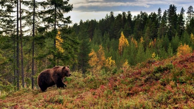 Licensjakten är nu avslutad i två län.