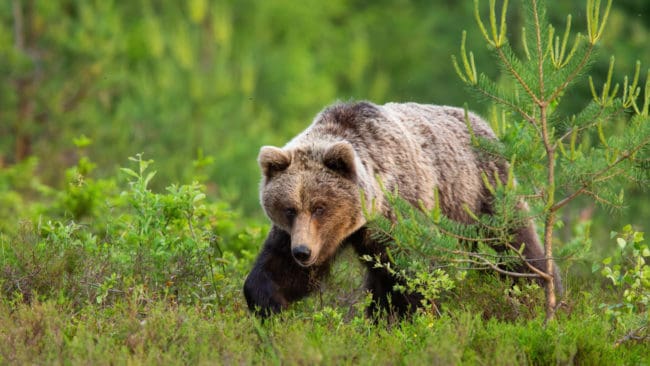 Tre politiska representanter i Viltförvaltningsdelegationen i Norrbotten vill att ytterligare 30 björnar ska få fällas under licensjakten i länet.
