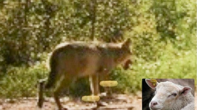 Observationer bl a via länsstyrelsens åtelkameror ger en viss information var vargarna håller till. Efter de senaste tamdjursangreppen brer olusten att släppa hund ut sig bland traktens jägare.