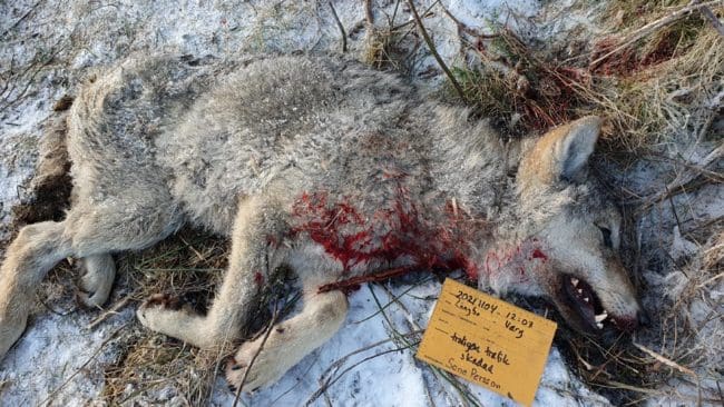 Vargen som påträffades hade legat skadad ett bra tag. Att den skulle avlivas var självklart.