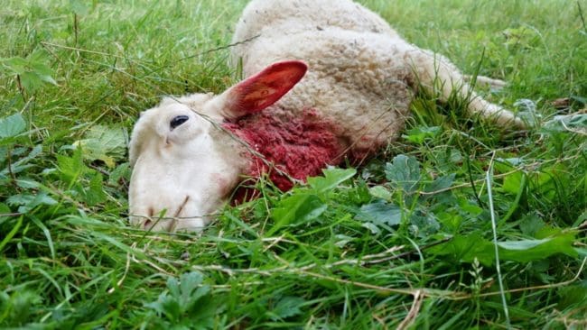 Terrängen och de många turisterna gör det besvärligt att skydda fårbesättningarna på Orust (arkivbild).