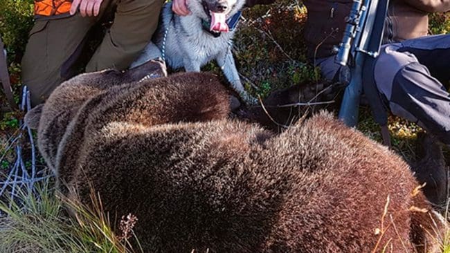 Lördagen den 21 augusti inleds årets björnjakt.