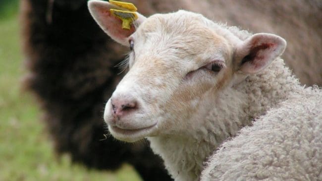 Fårägarna i Sörmland har under kort tid drabbats av flera omfattande vargangrepp. (Arkivbild)