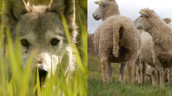 På Orust betar fåren ofta på strandängar mot havet. Deras insats är viktig för att bevara det gamla kulturlandskapet och de återkommande vargangrepp utgör ett hot.
