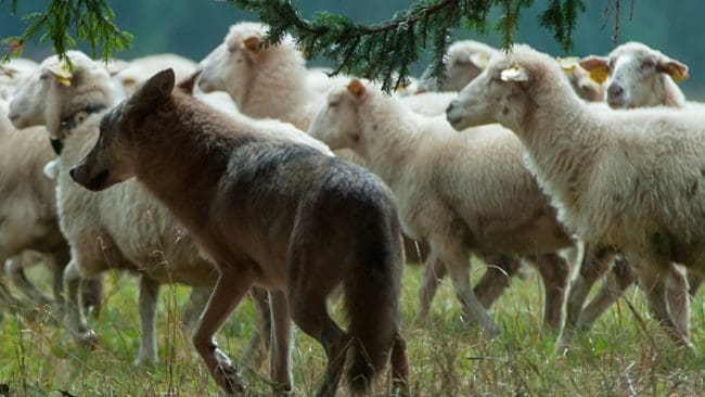 Fårens betesmarker mot västerhavet är svåra att skydda mot vargar som kommer från vattnet.