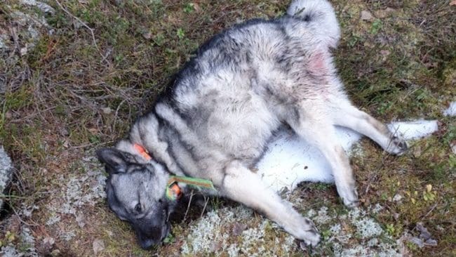 Gråhunden dödades av varg i samband med älgjakt i januari 2020 i Rättviks kommun.