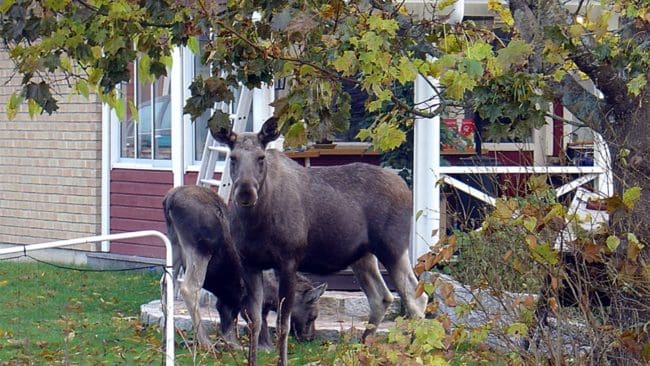 Älgar vid ett tidigare besök i inomhusmiljö. (arkivbild)