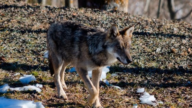 Djurvänner i Schweiz kräver vargjakt på grund av det stora antalet problemindivider.