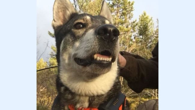 Trixa blev tio år gammal innan hon sköts ihjäl under den katastrofala rävjakten.