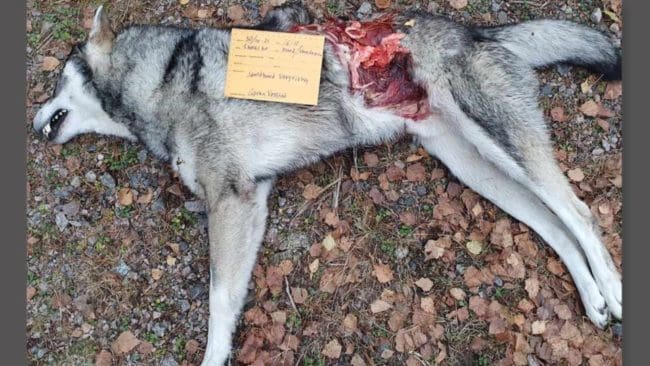 En fyraårig jämthundshane blev offer för vargar under älgjakt i Lumsheden.