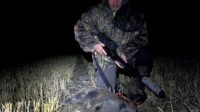 Användning av mörkerriktmedel har nämnts som en orsak till att fler vildsvin fälls. Men Jens Gustafsson menar att koppling inte är speciellt tydlig.