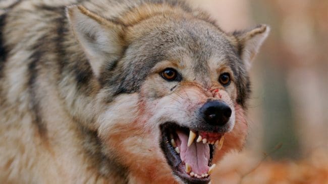 Jämthundstiken Minna fick bli tre år, sedan föll hon offer i ett vargangrepp.