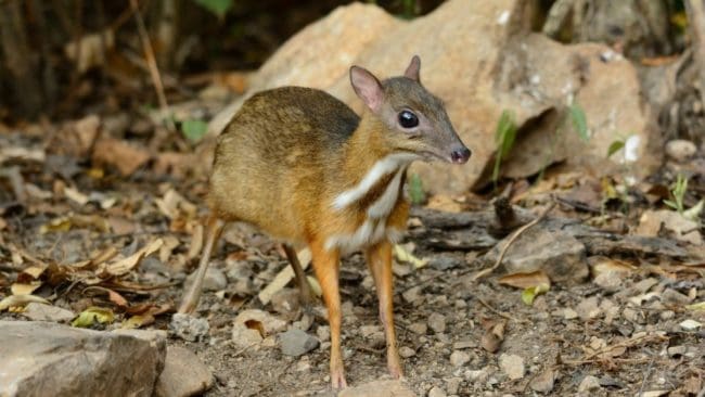 En av de fridlysta arter som finns i Turkiet är mushjorten, en väldigt liten idisslare.