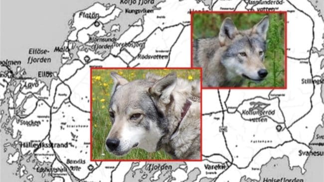 Är det hund och varg eller två vargar som härjar bland fåren på Orust? Länsstyrelsen väntar på att analyserna från fårens bitskador ska bli klara. (Arkivbilder)