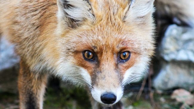 Rävskabb har funnits i Sverige sedan 1970-talet då sjukdomen var ett påtagligt hot mot stammen.
