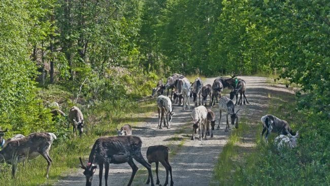 Konsekvenserna kan bli stora när en renhjord skingras av varg. Det fick Tåssåsens Sameby nyligen erfara. (Arkivbild)