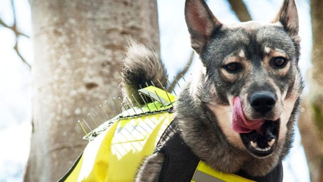 Skyddsvästarna blir fler – liksom vargarna och vildsvinen.