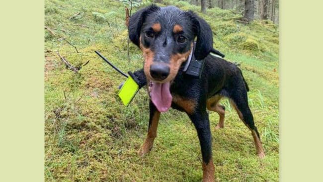 Höstens första släpp för smålandsstövaren Liv slutade i munnen på en varg.