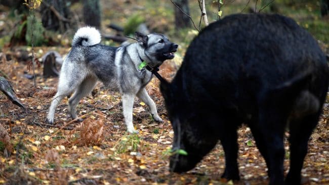 Antalet fällda vildsvin ökar årligen och närmar sig 200 000.