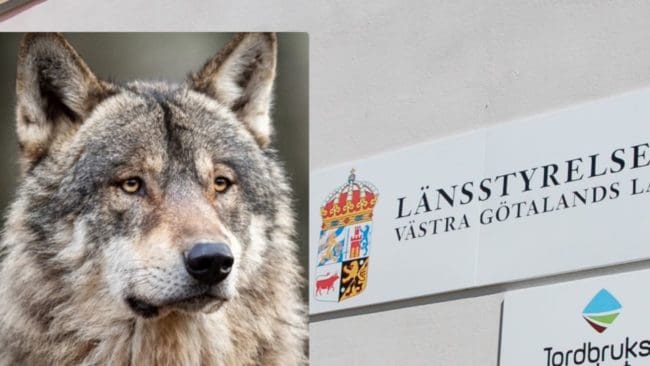 Länsstyrelsen i Västra Götaland har fått besked. Det rör sig om varg vid samtliga tre tamdjursangrepp på Orust. (Arkivbilder)