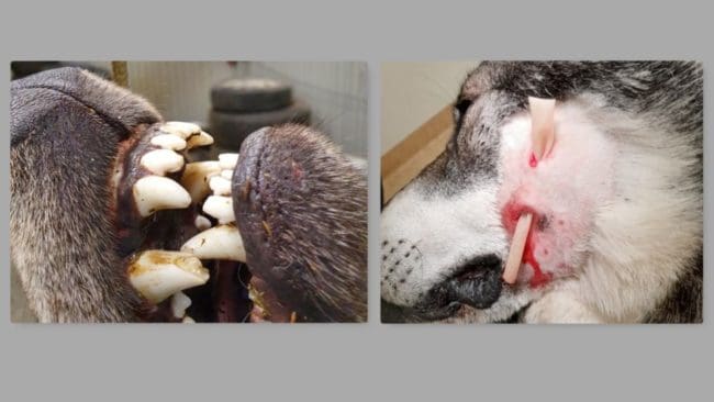 Tänderna som åstadkom det här.