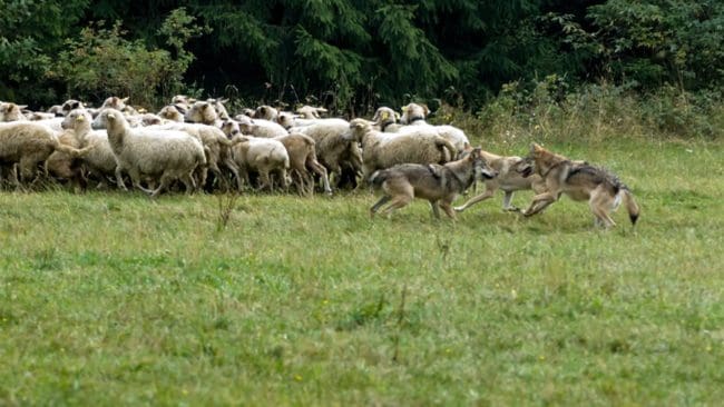 Tiden för skyddsjakten på varg är på väg att rinna ut, frågan är vad som händer i november.