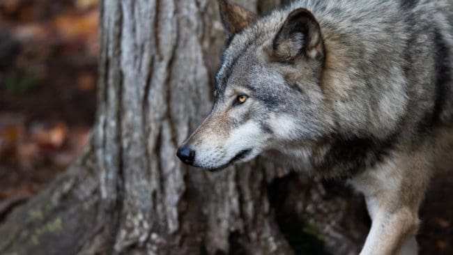 Trots att tre angrepp på tamdjur inom loppet av tre veckor går att knyta till samma varg avslår länsstyrelsen skyddsjaktsansökan.