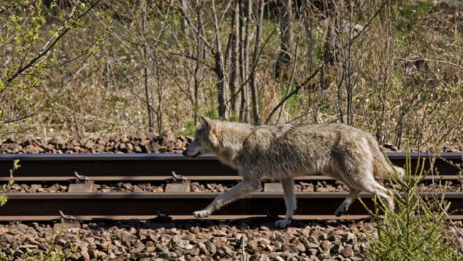 Samtliga prov som har tagits efter angrepp på får i Siggeforareviret och går att knyta till specifika individer kommer från föräldradjuren och två fjolårsvalpar. Nu förlängs skyddsjakten.