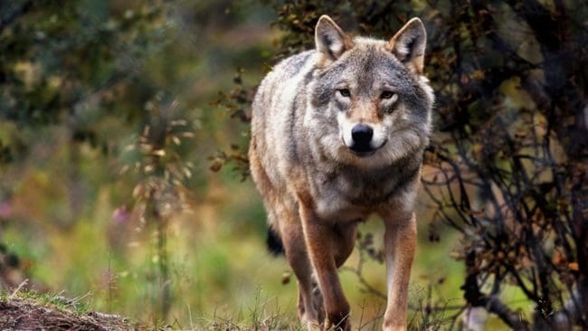 En varg får jagas dygnet runt under skyddsjakten i Sjundareviret som sträcker sig över länsgränsen mellan Stockholm och Södermanland.