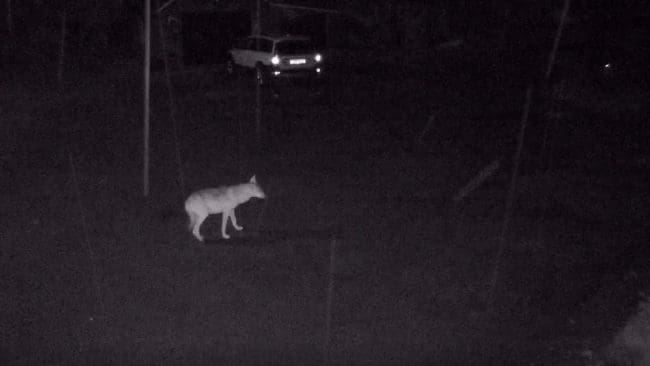 En av vargarna som har fångats på bild av Irene Franks kamera.
