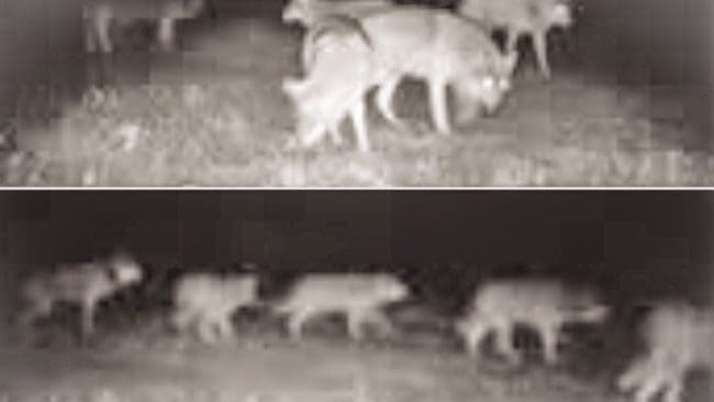 Här travar vargarna in och ut ur länsstyrelsens kameralins. När filmen rullas upp är det tolv individer som passerar.