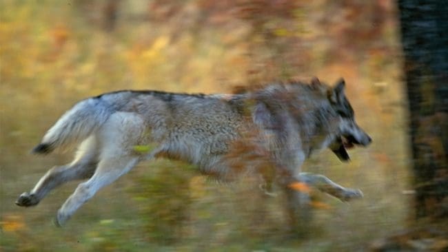 Ingen varg är fälld i Siggefora, men nu avslutas skyddsjakten.