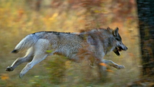 Sannolikt var det varg som angrep får nära Siggeforareviret.