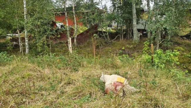 Ett av de vargdödade fåren.