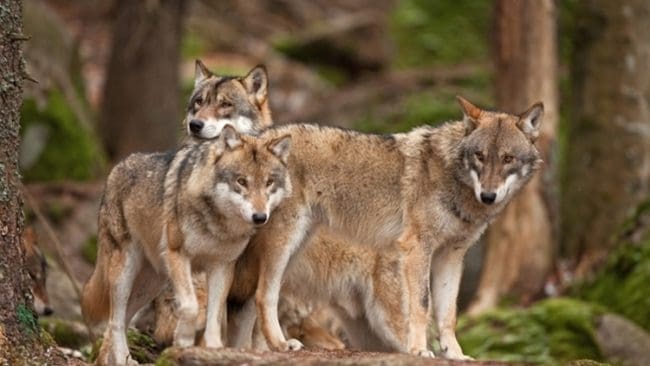 Vargangrepp mot hundar och får föranleder Sundborns Östra Jaktklubb att ansöka om skyddsjakt.