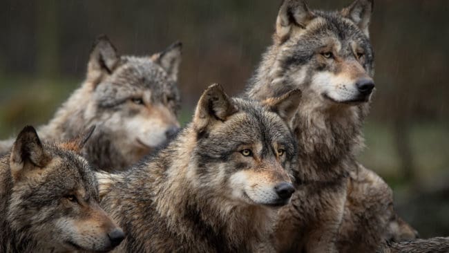 Skyddsjakten på en varg i Siggefora får återupptas.